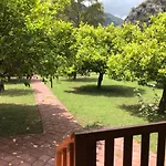 Asya Çıralı